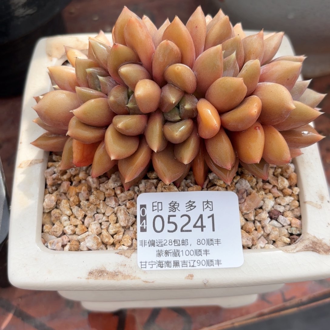 多肉植物05241gg