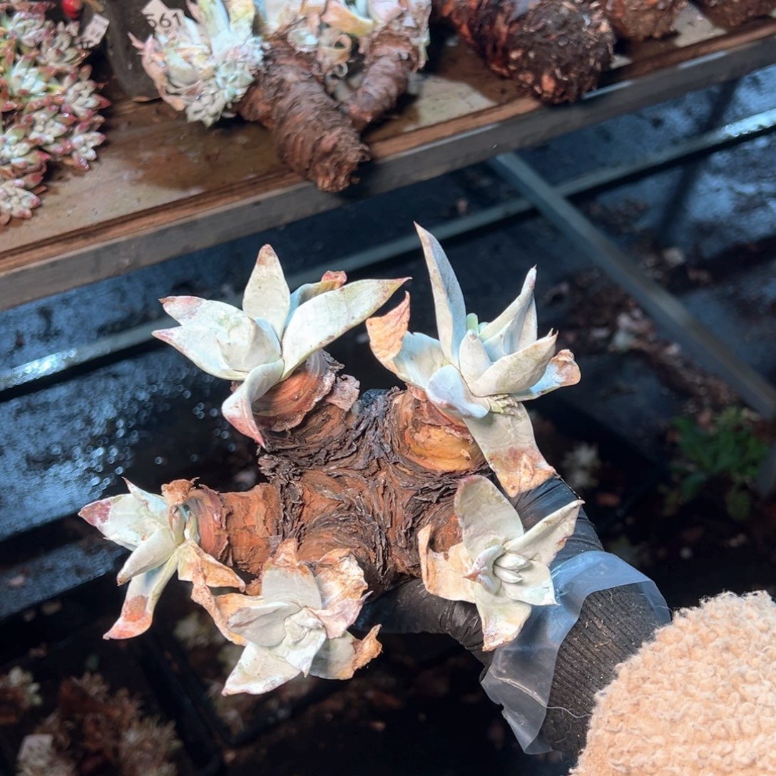 6568瑕疵福利哈哈哈哈哈