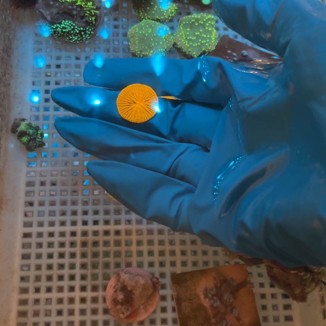 喜***乐奶嘴海葵飞盘一11111