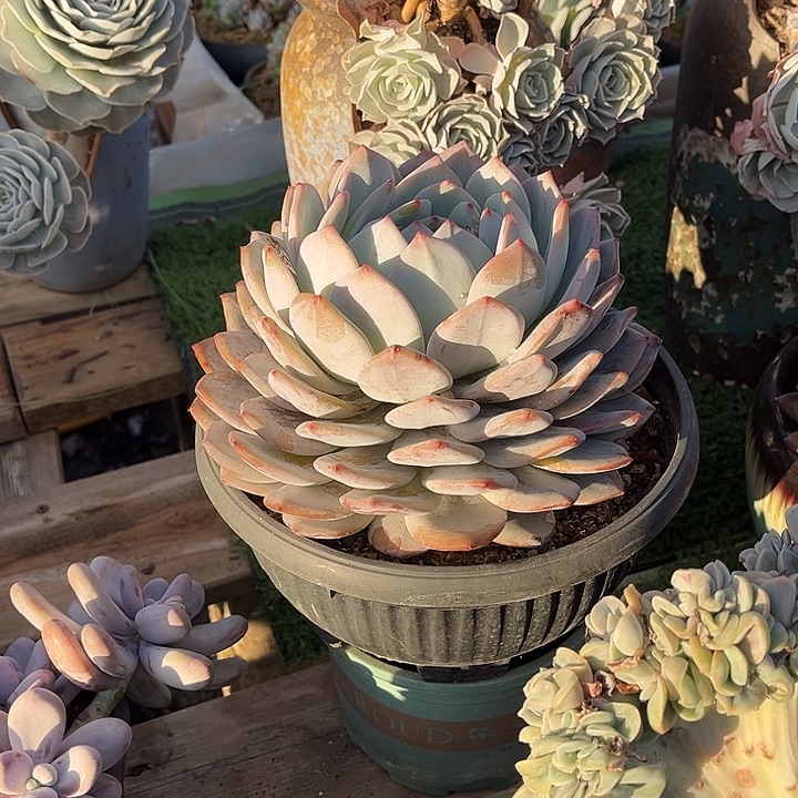 完全开放星影大单头官服20