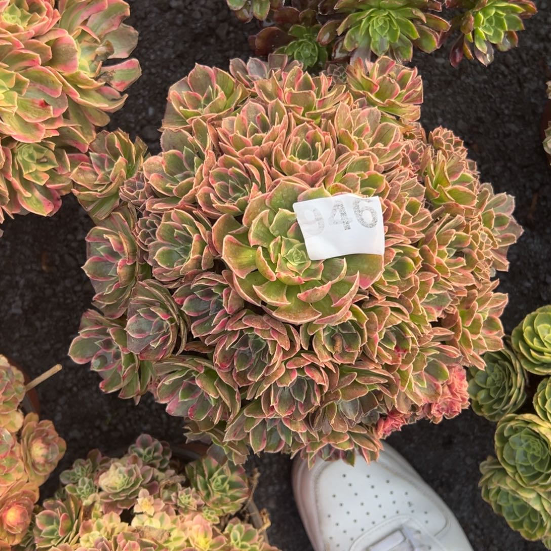 我是真的很喜欢这个