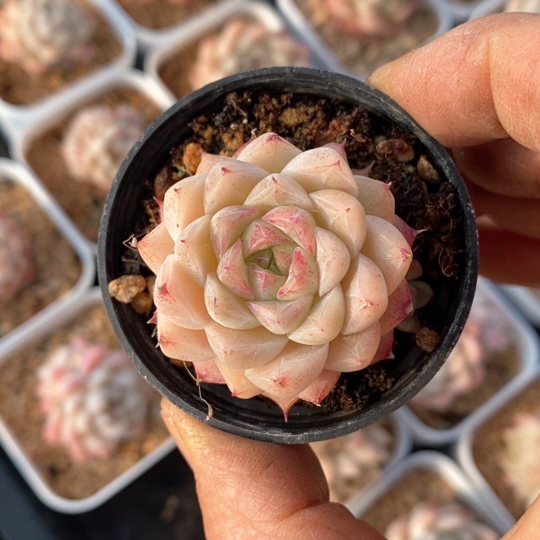 精品多肉一物一拍不包整65