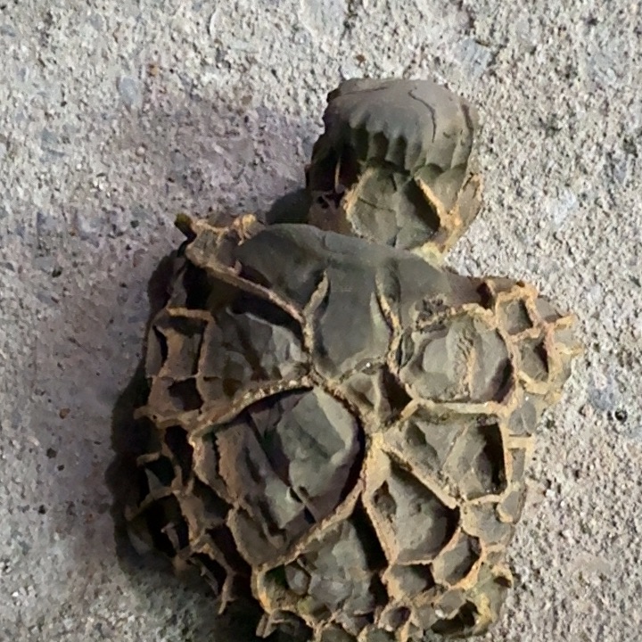 荒***石石材龟纹石最低哥