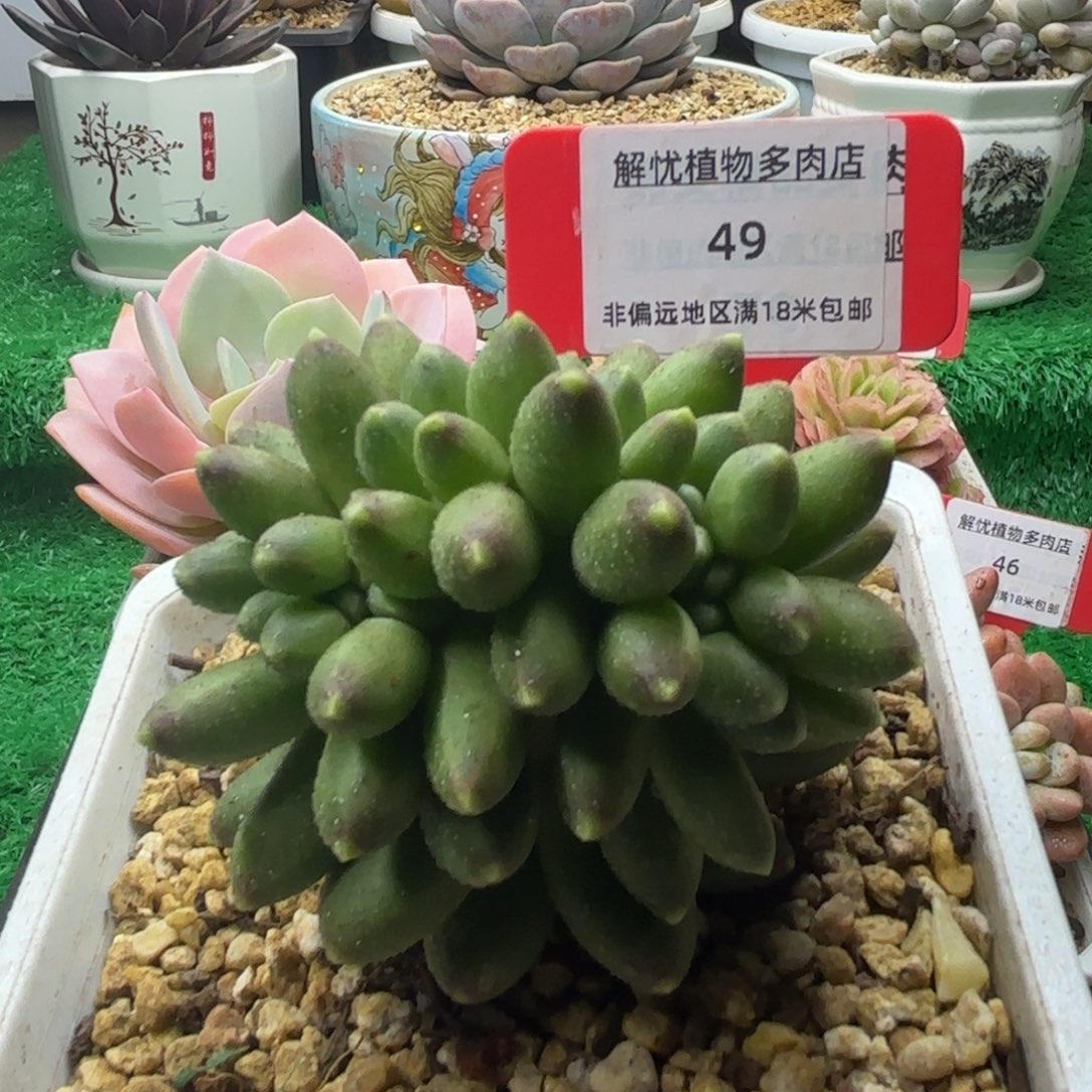 解忧多肉植物编号49