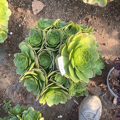 563万圣夜多肉法师