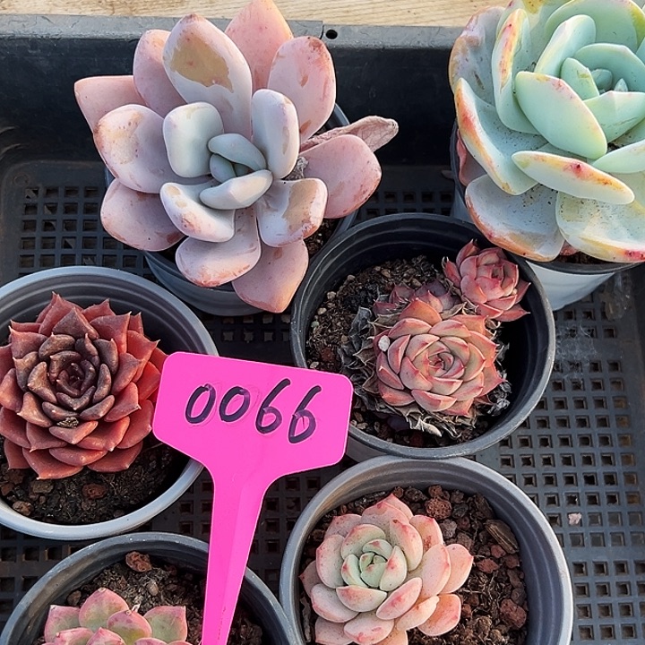 在****    框拍       0066号