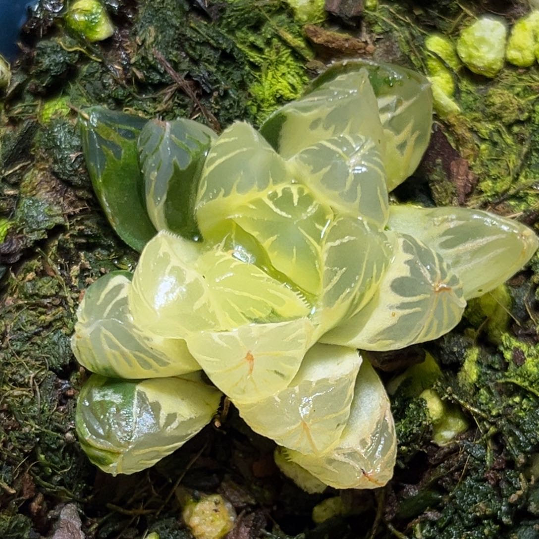 恭喜发财大吉大利794