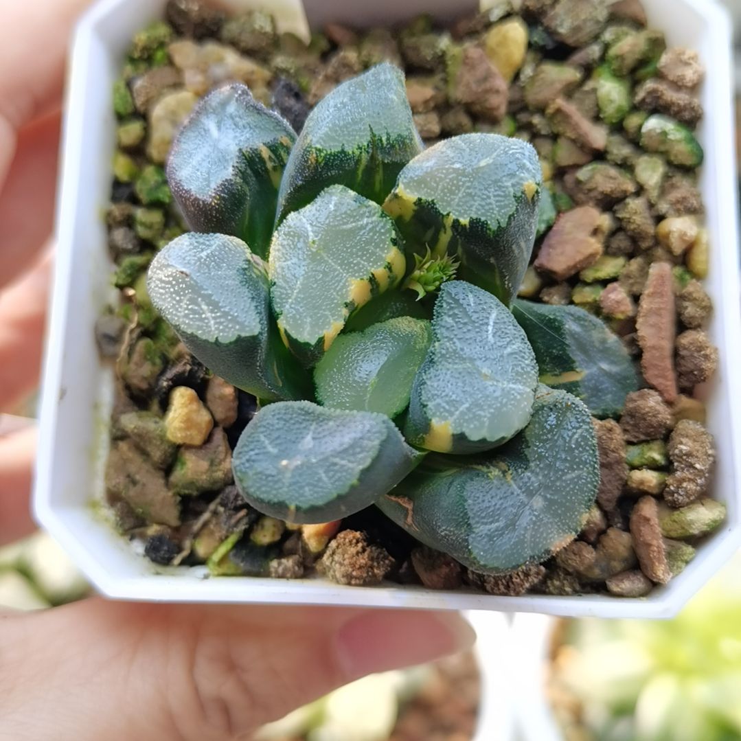 136号清万象锦一物一拍带盆土发货