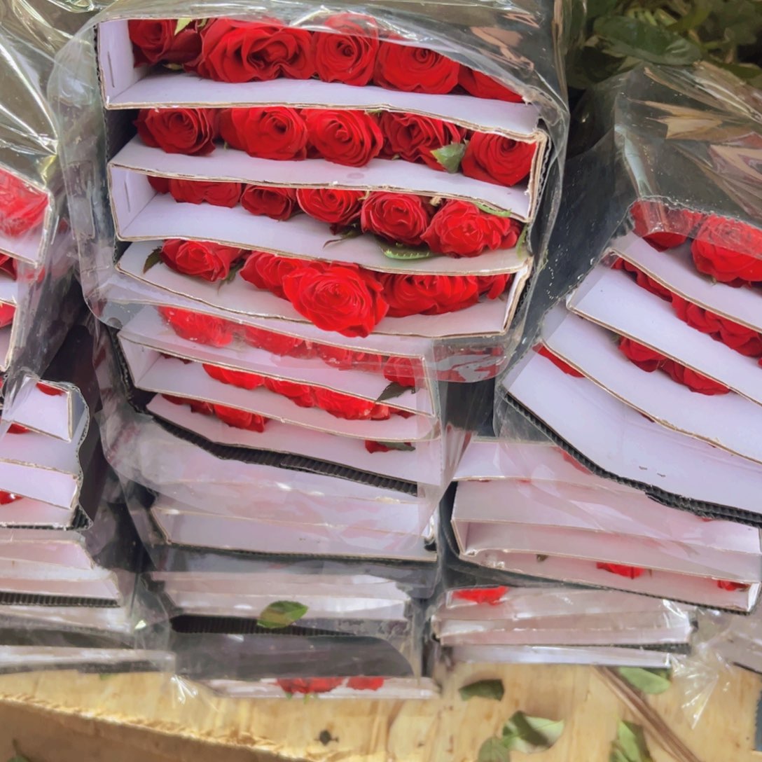 高原红六扎婚车专用包邮秒杀