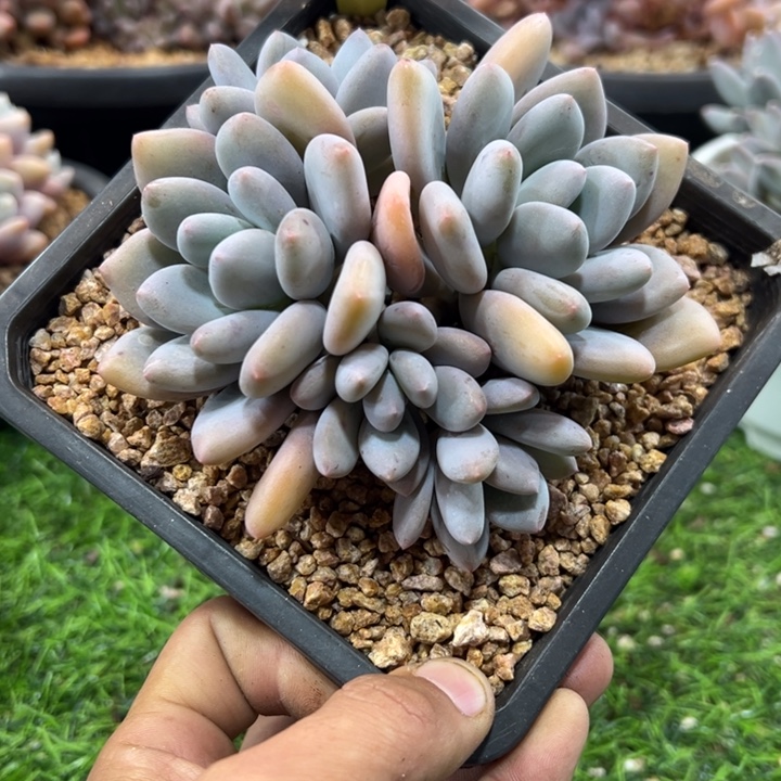 1211183三明治美人5头