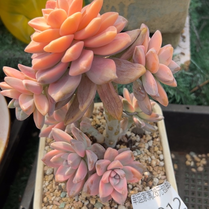 幸运的人会遇到你喜欢