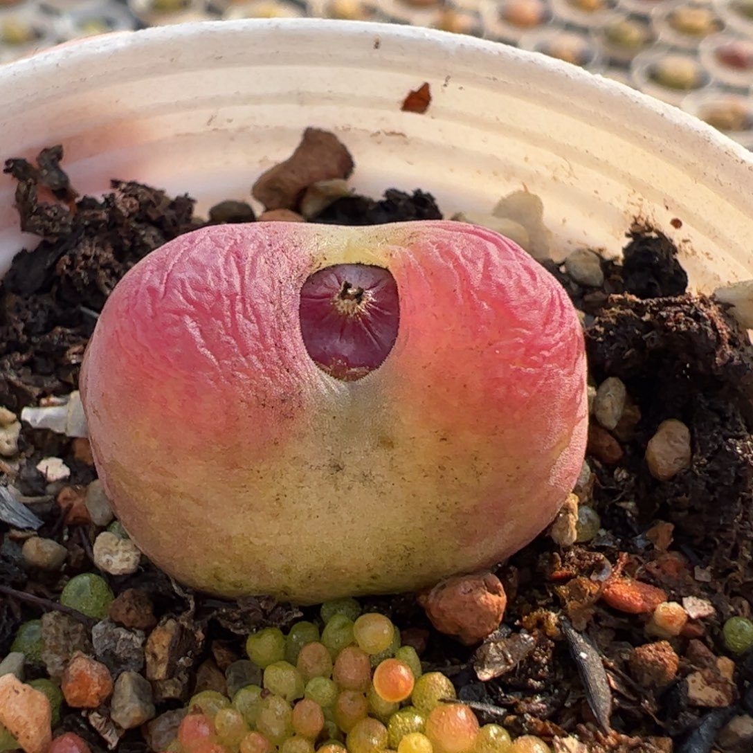 425多肉植物百科