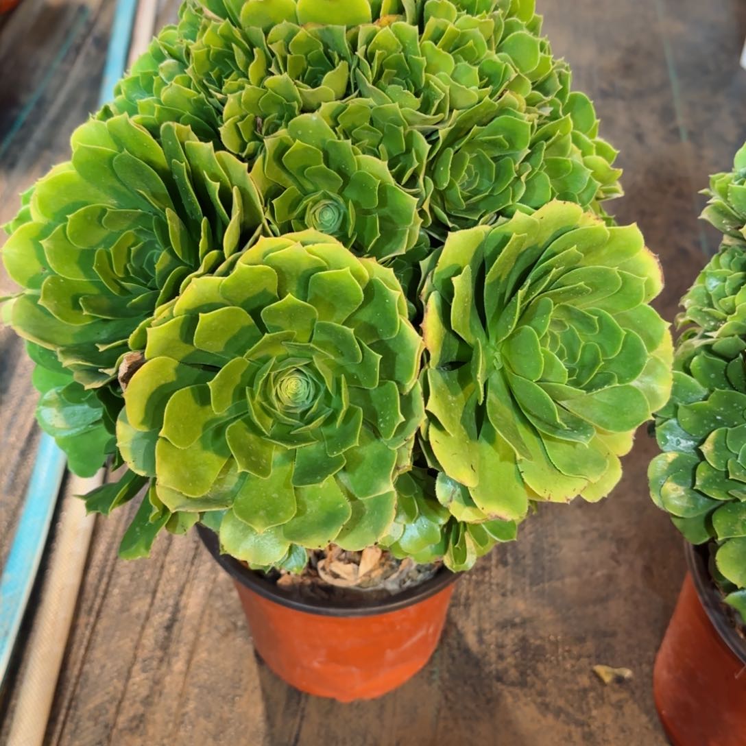 G*D7264多肉绿羊绒多肉