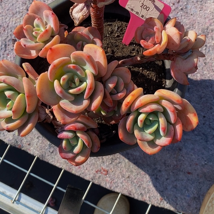 200白月光有断头肉肉肉肉肉