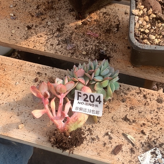 白凤缀化204 亏本处理 7-8天发货