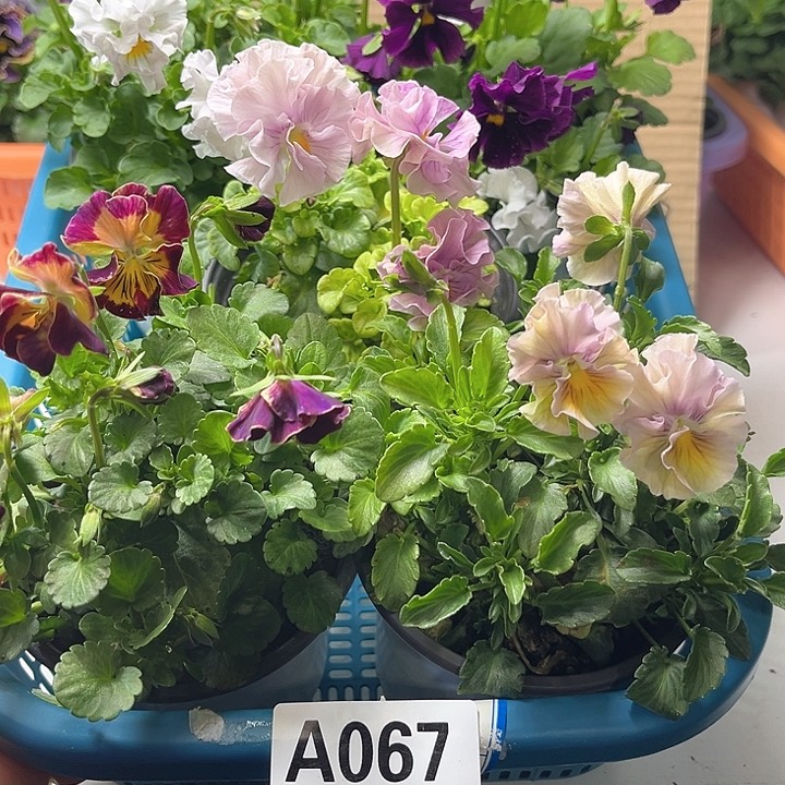 67号角堇清棚19.9米一筐