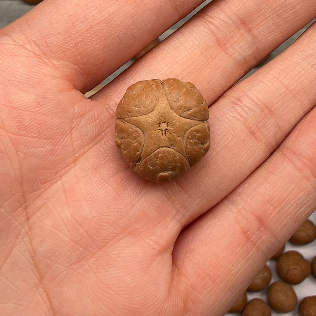 凤眼菩提吊坠五星17➕