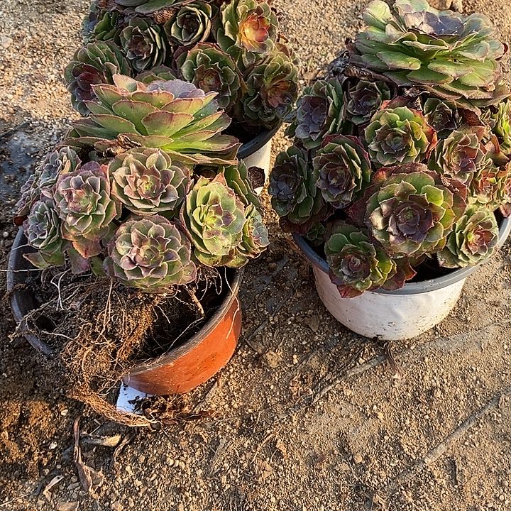 米***家多肉植物海王3颗499多肉