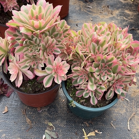 多肉植物组合粉女巫17