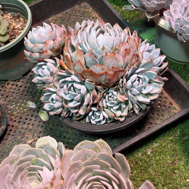 橙子手捧，冠23厘米