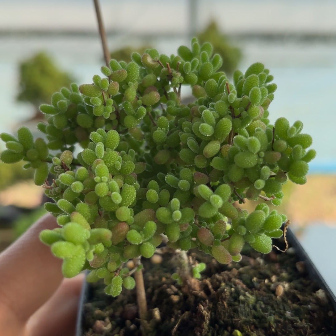 香****917蜜橘糖球枝干福利