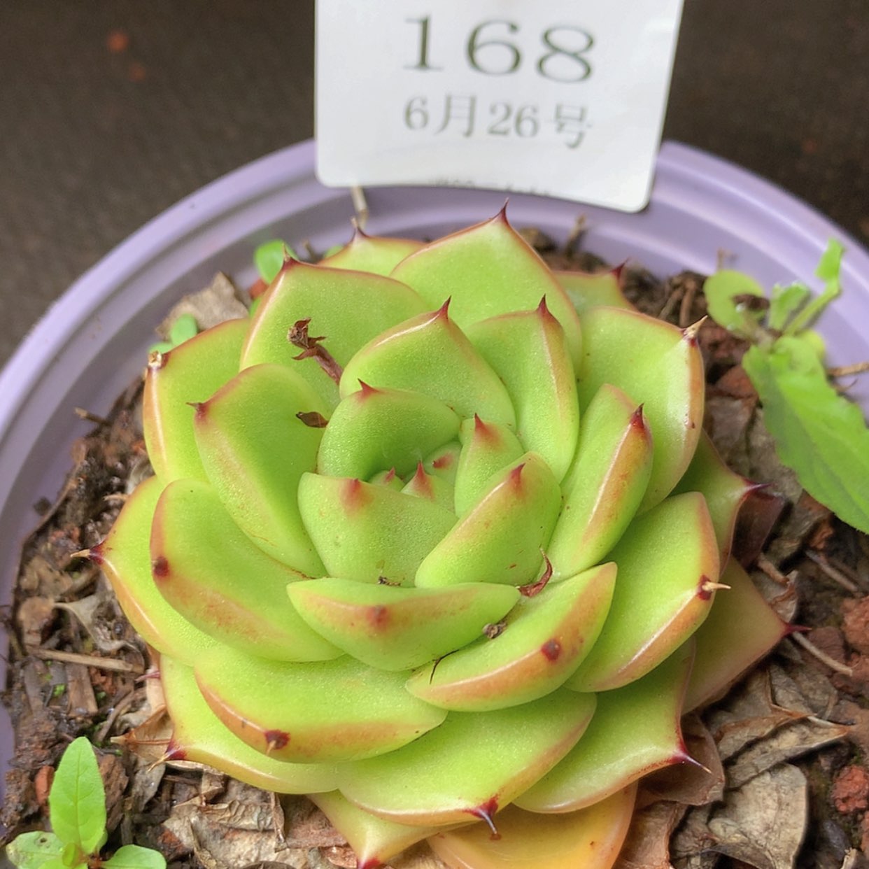 【闪购商品】云168号