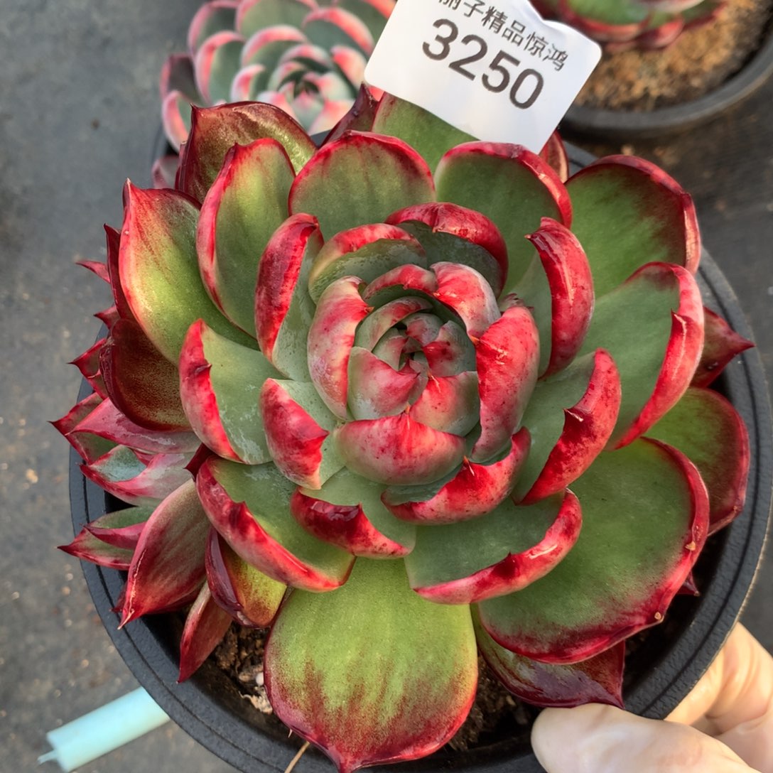 3250一物一拍12厘米