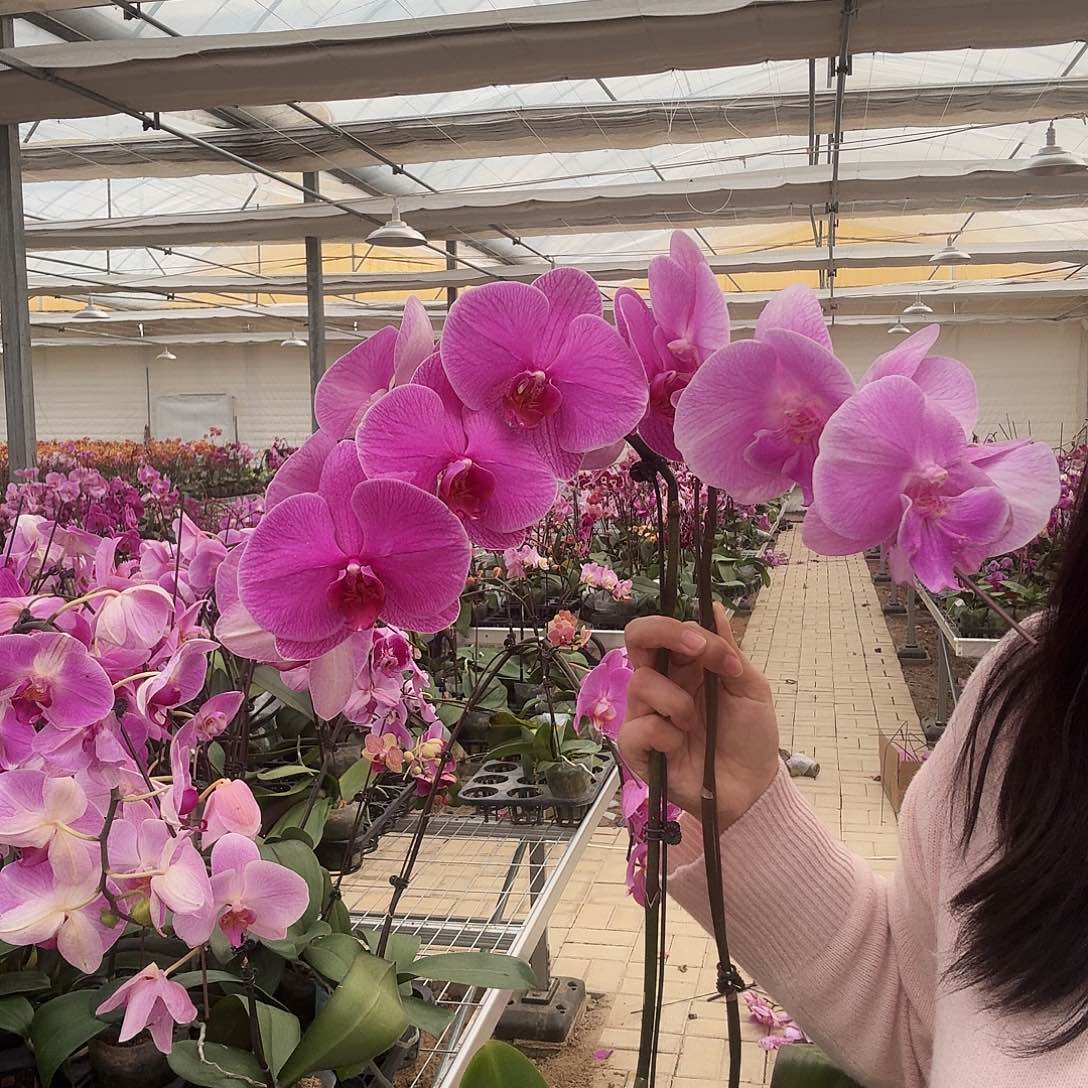 完全开放一颗桃花运一颗大条纹粉花 2颗苗子不售后