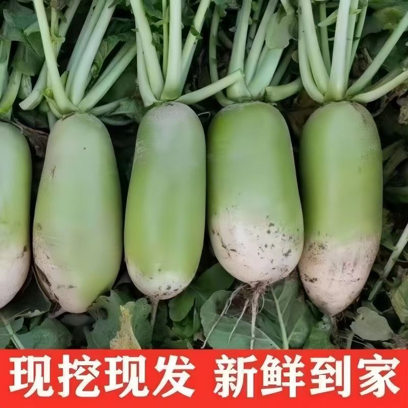 新鲜现挖青萝卜老品种农家自种清脆多汁可当水果生吃