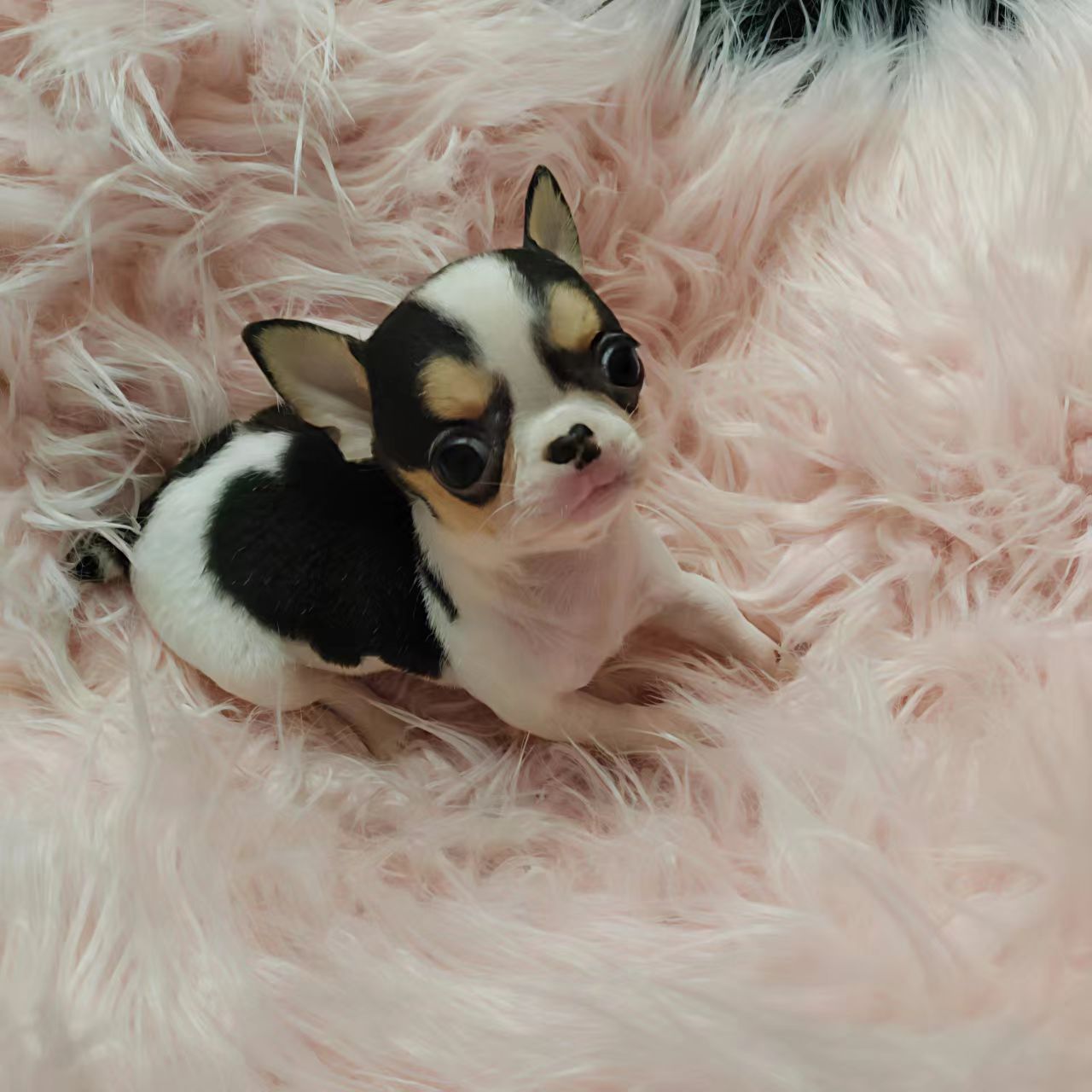 【大鹏萌宠】吉娃娃家庭陪伴犬