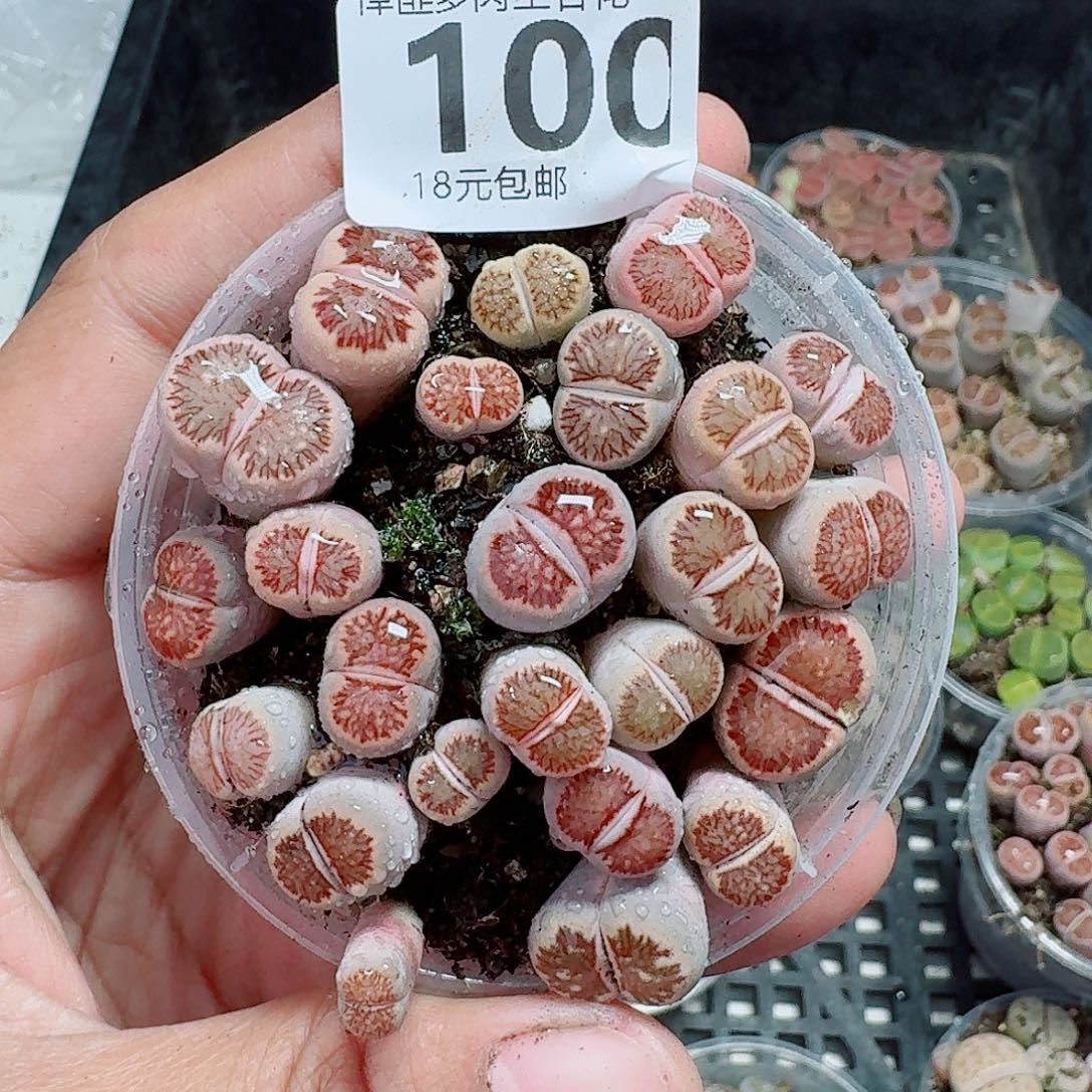 100多肉植物多肉植物