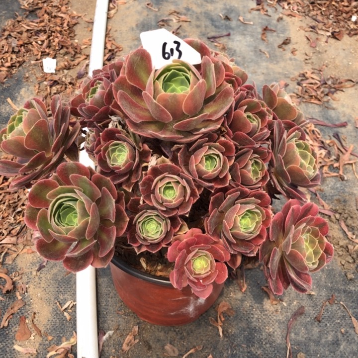 613号 维纳 多肉植物