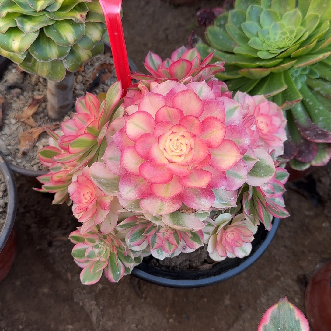 4519倾城多肉法师