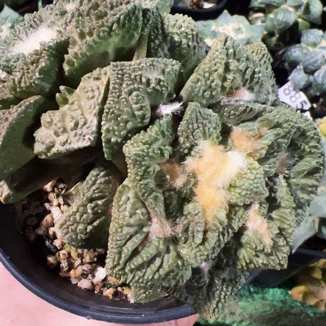 无花朵双头龟甲牡丹491