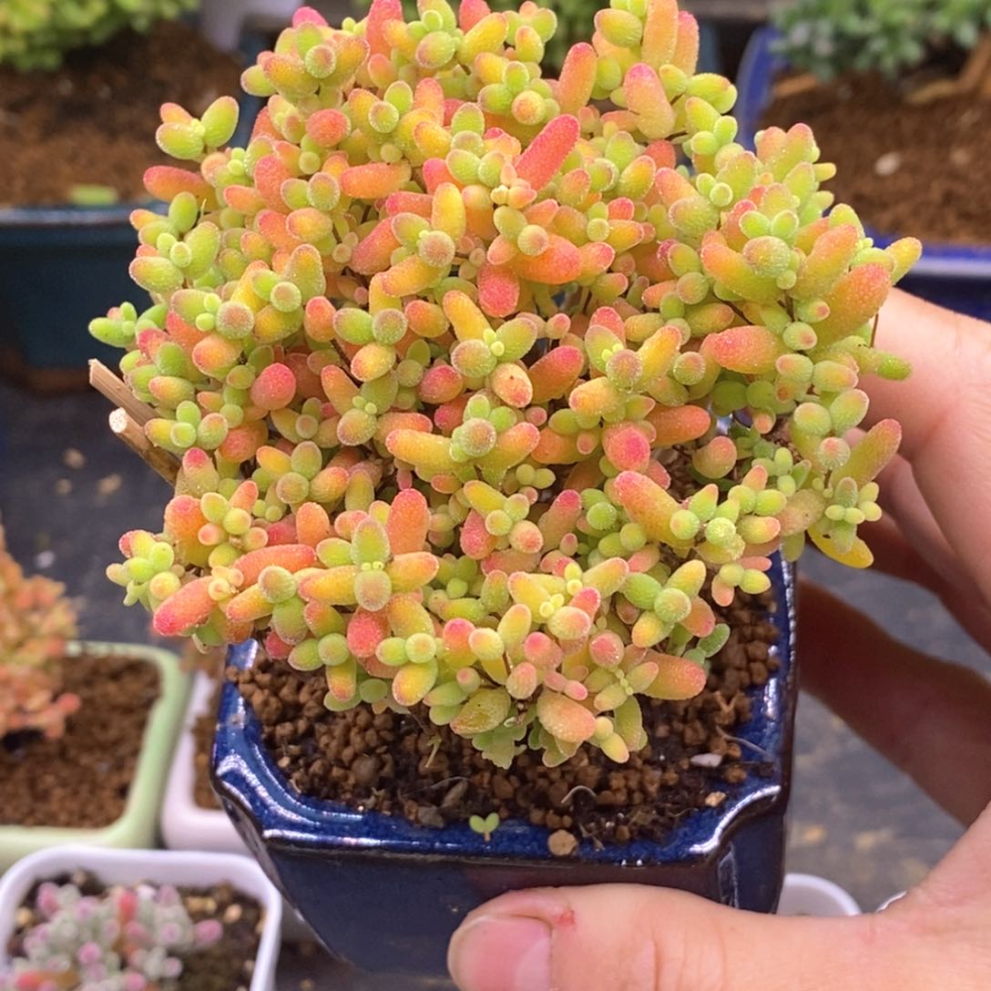 157。  金橘糖球。   