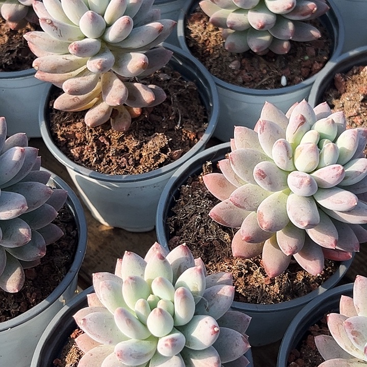 团  075      哥特萝莉  