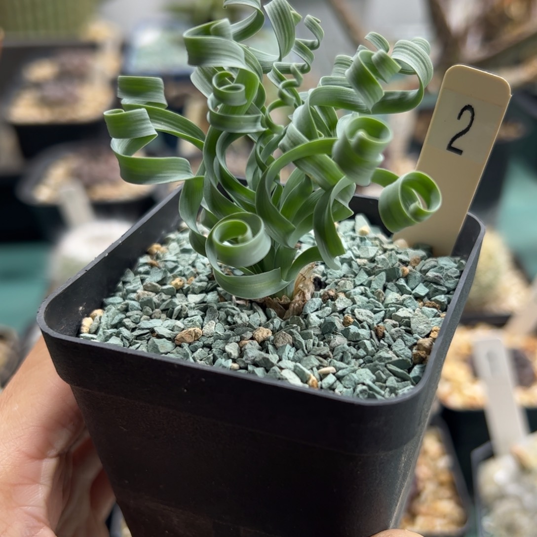 贵妃弹簧草多肉植物