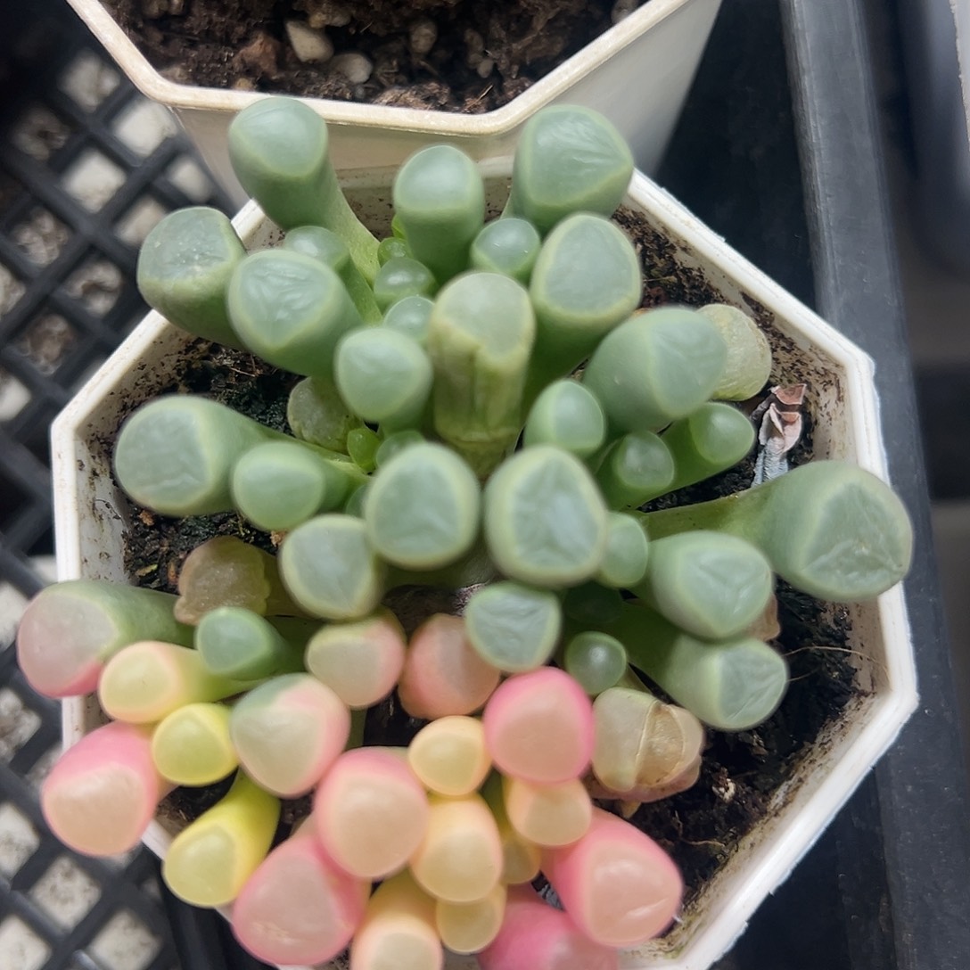 五十铃玉锦多肉植物