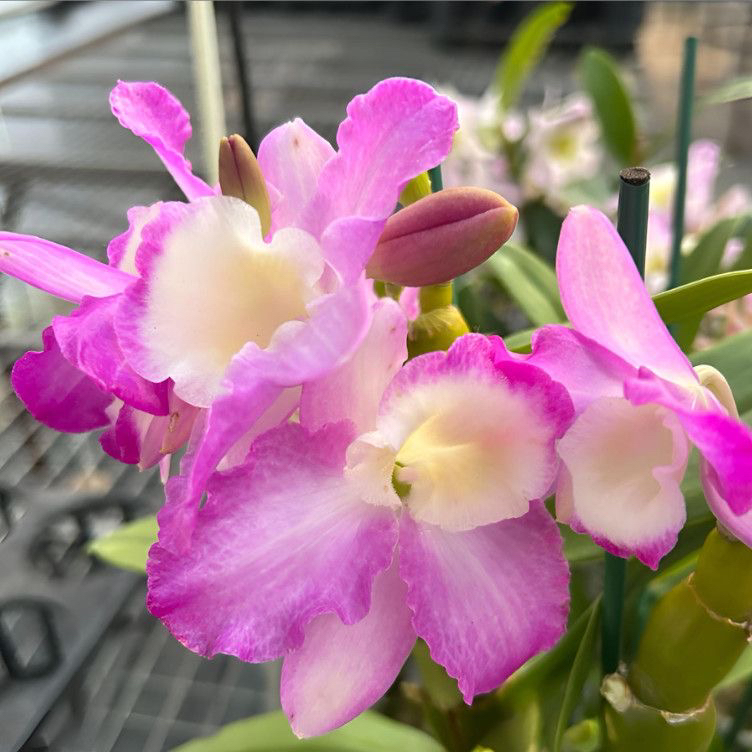 桃花女春石斛兰30天售后超长花期浓香型兰花室内阳台养殖花卉盆栽