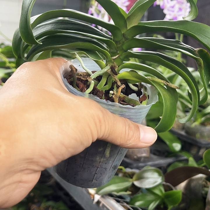 当前无花栽培后可以开花烟*?砂糖橘