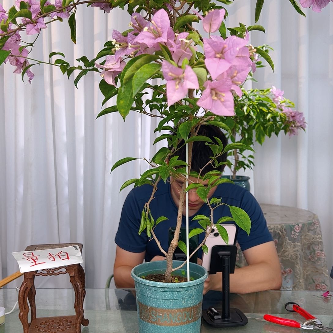 当前无花栽培后可以开花赛佛理带竹一颗