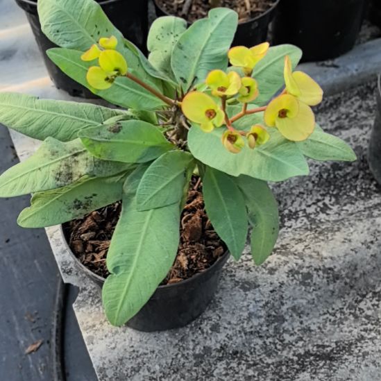 ****柚完全开放糖果派对直播间一物一拍