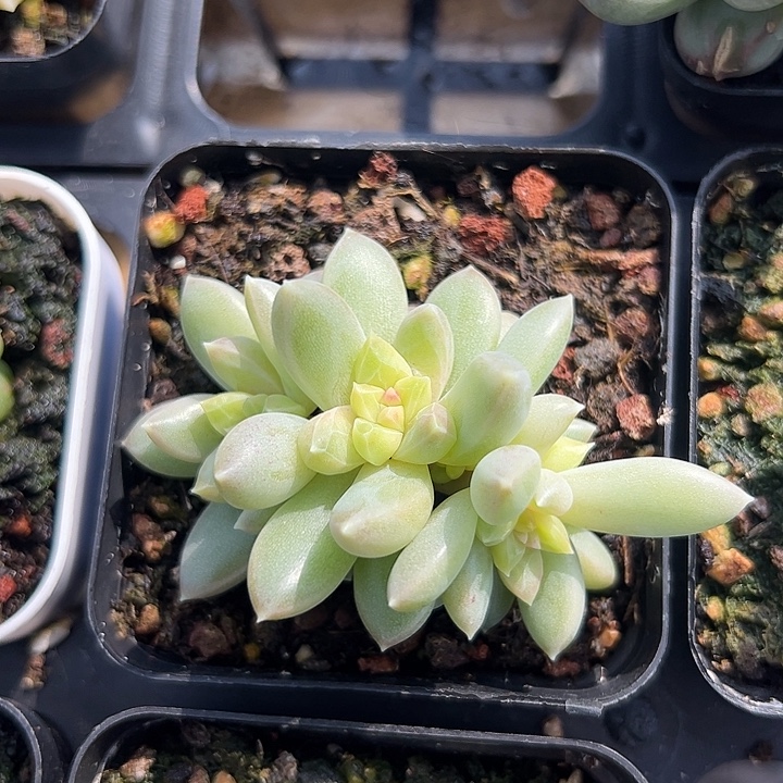 四头青璃1111111111