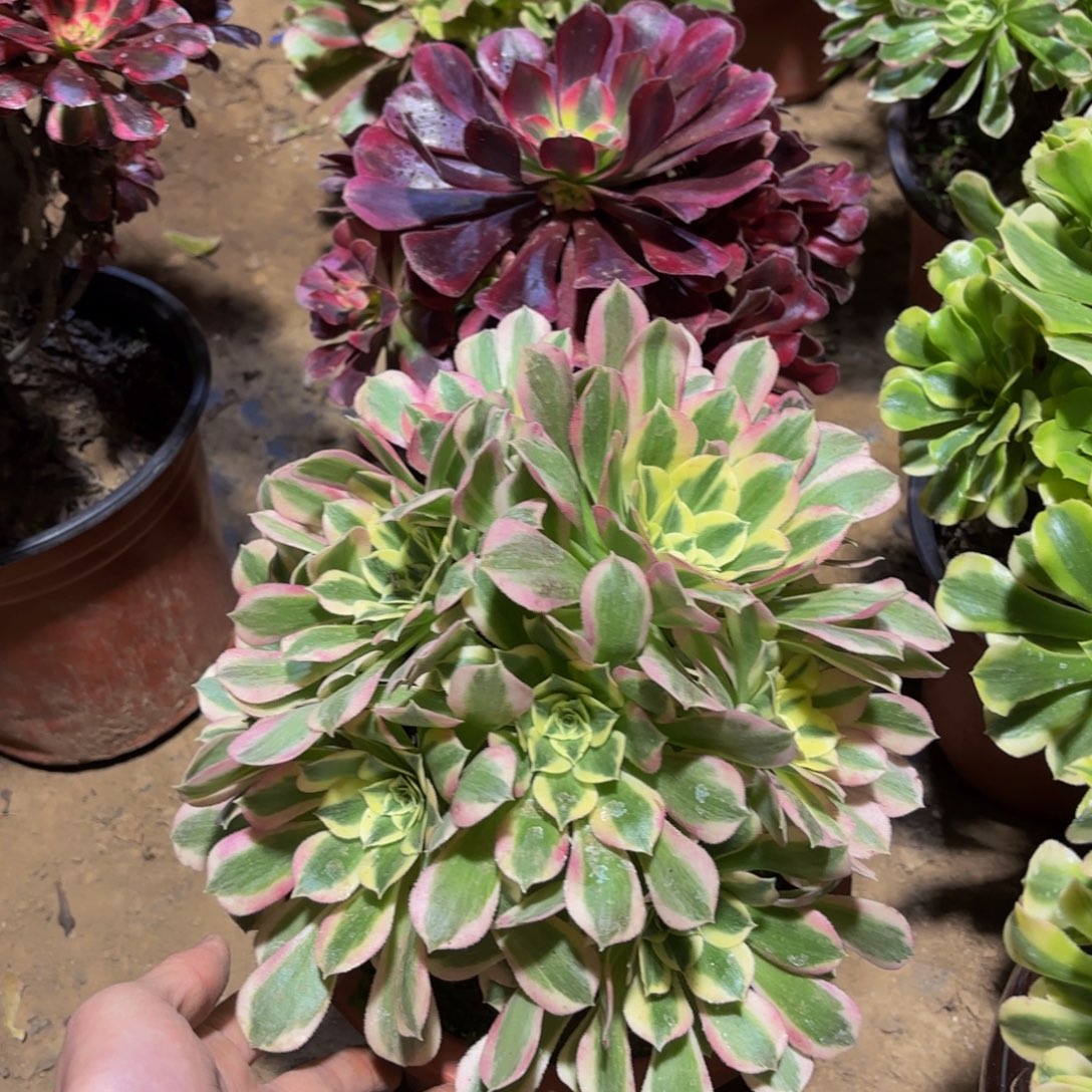 白凤冷棚12.8多肉植物