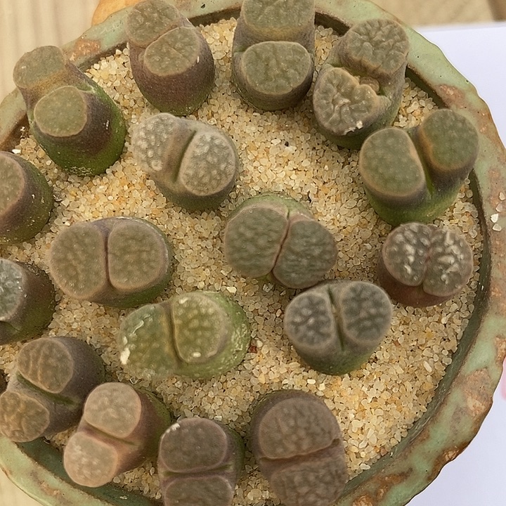 30100雪花磁铁风铃一组。  