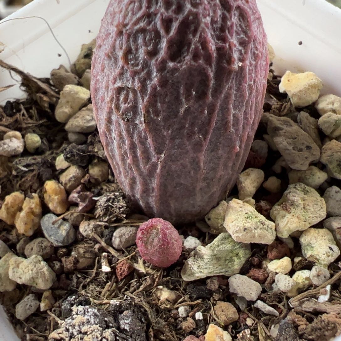 实生新品多肉植物水泡多肉植物