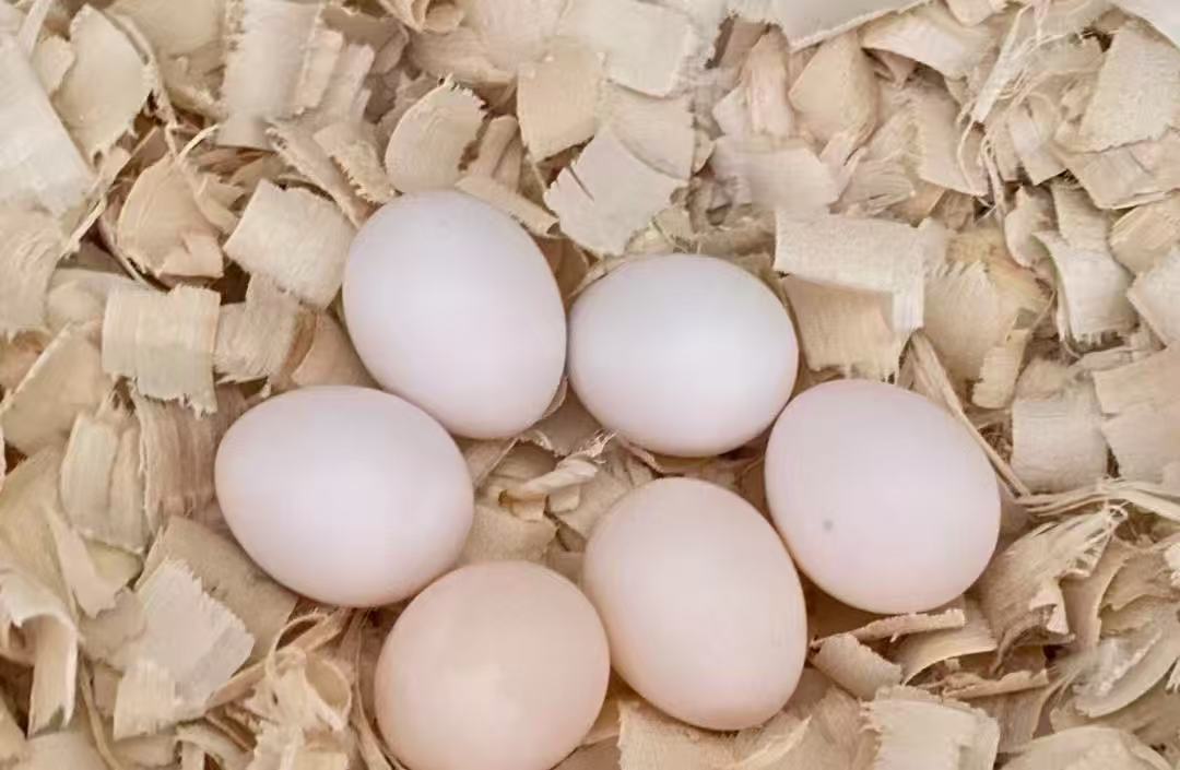 当日 现掏 新鲜 和淌蛋