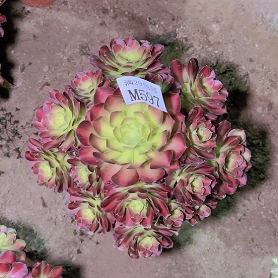 597韶华多肉植物