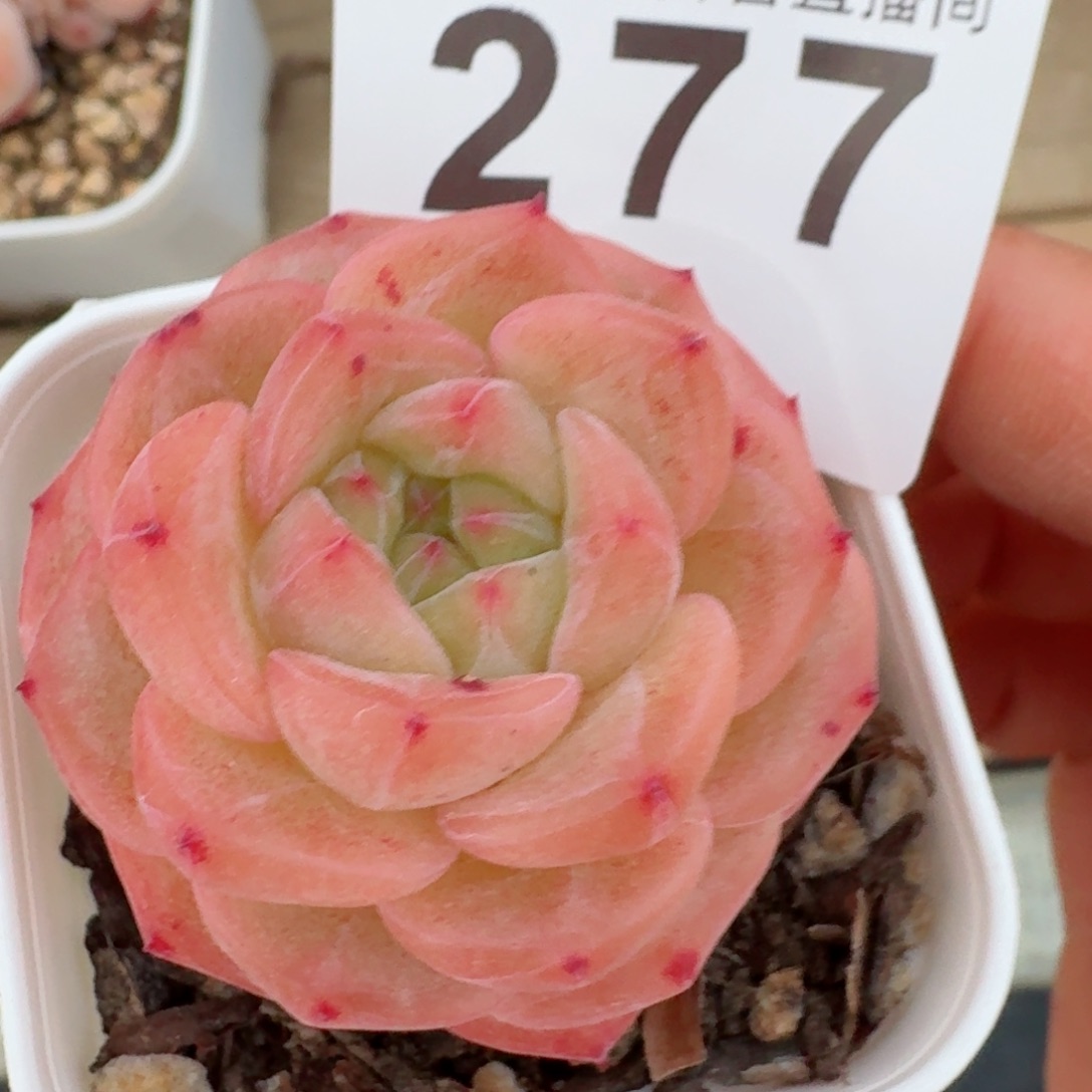 孤品珍妮         精品多肉