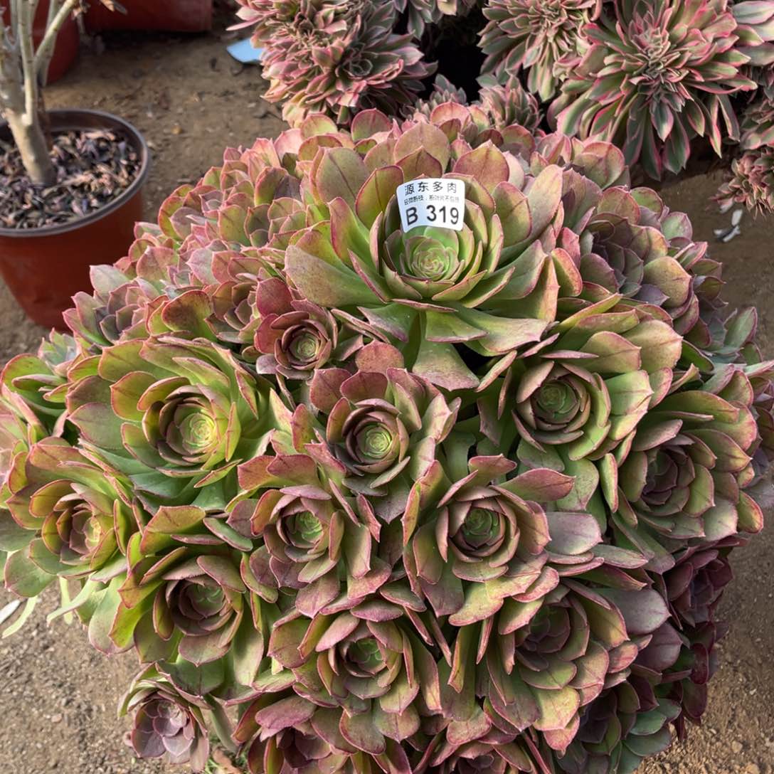 319红心多肉法师断枝不包